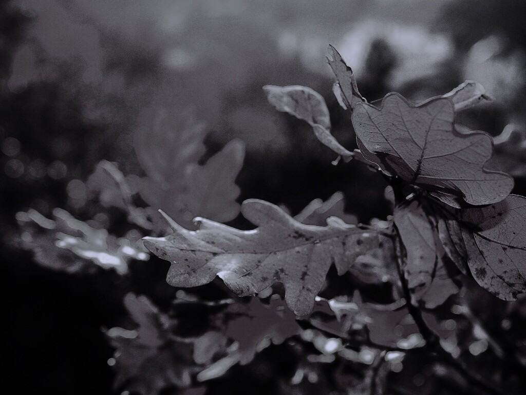 Дубовые листья обои