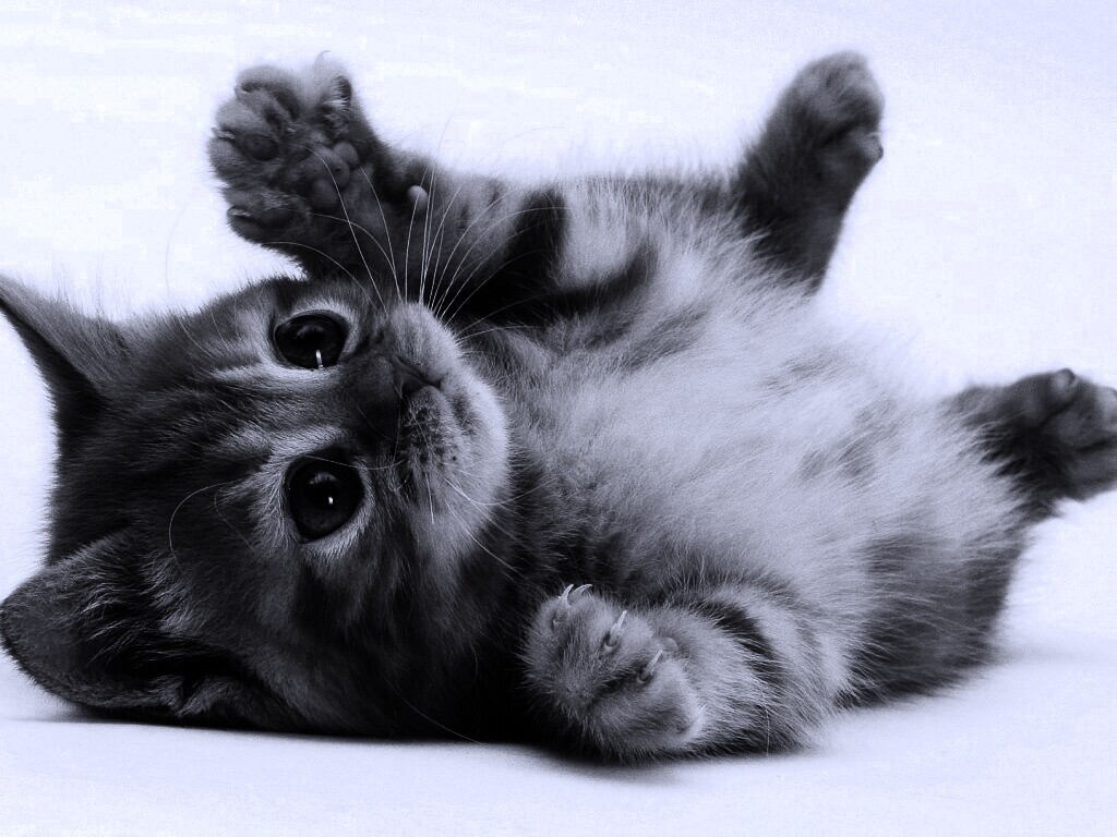 Котёнок обои