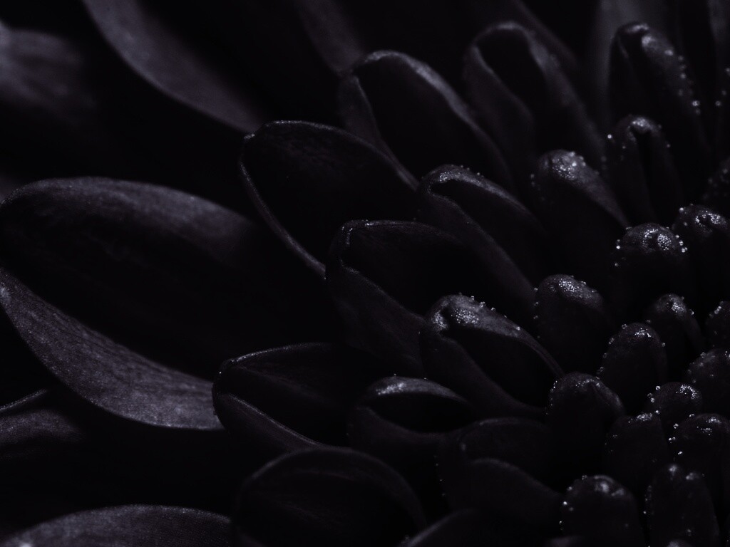 Лепестки хризантемы обои