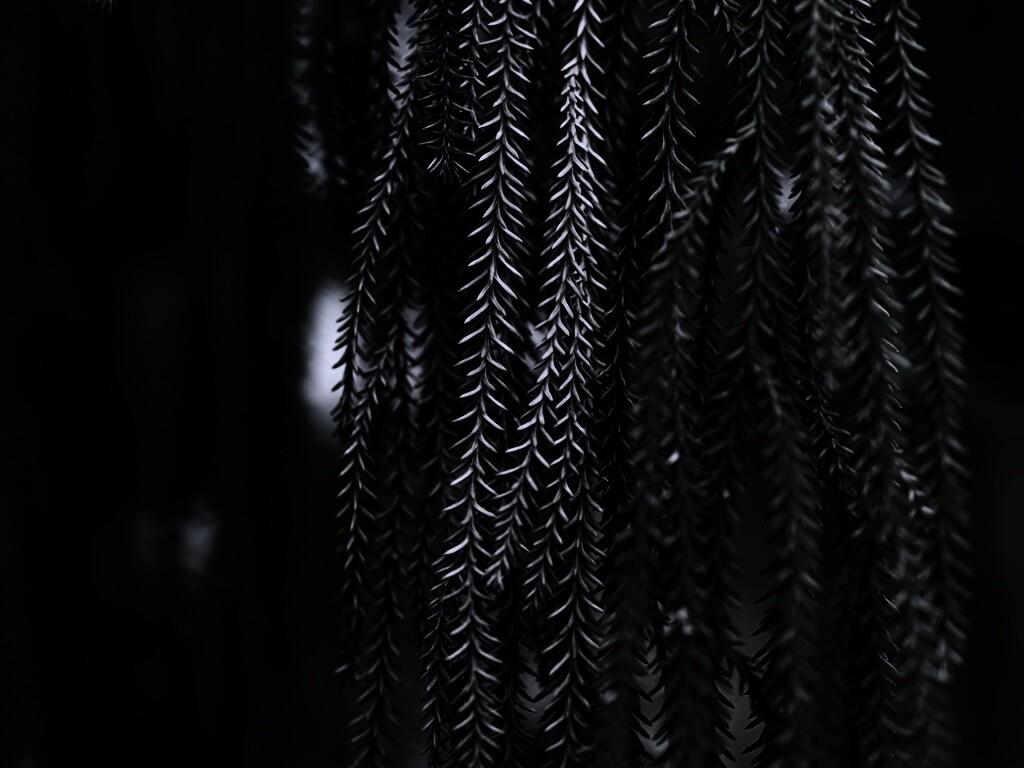 Зеленые колючки обои