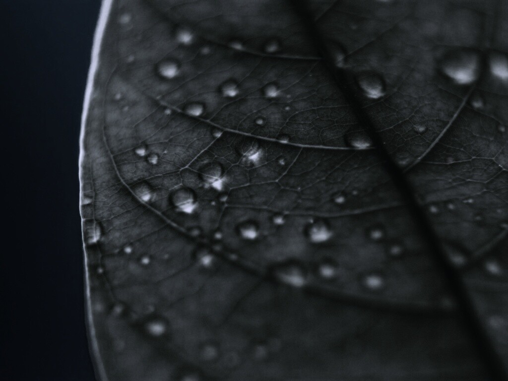 Зеленый листик в макро обои