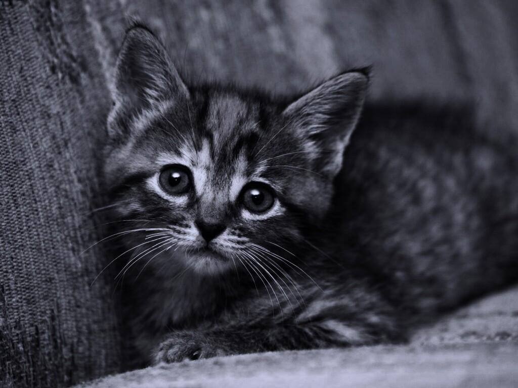 Милый маленький котенок обои