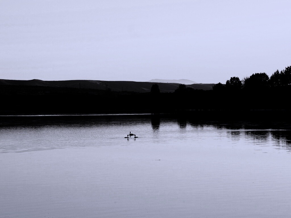 Утиное озеро обои