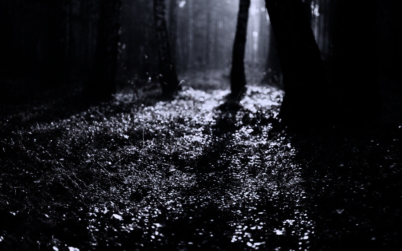 Лесная земля обои