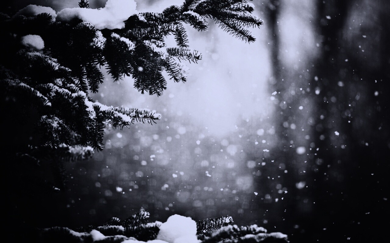 Еловые лапы в снегу обои