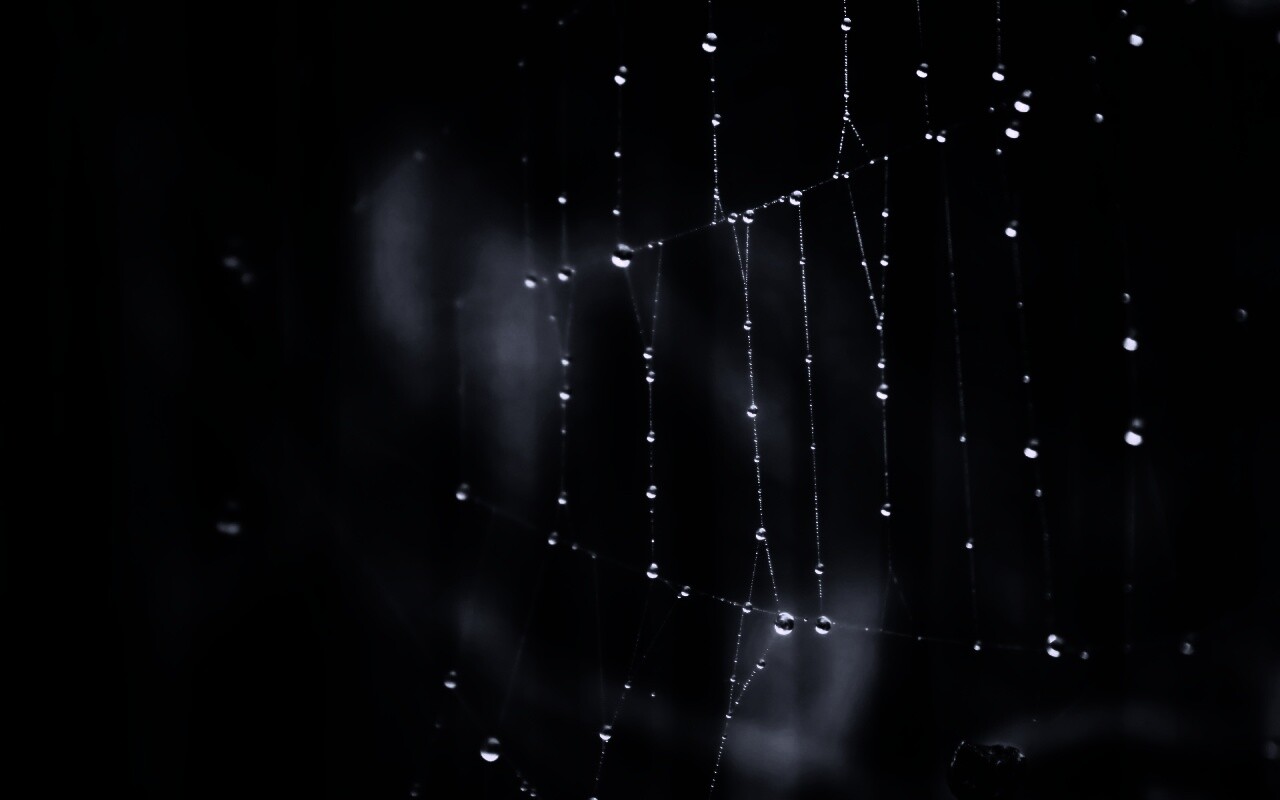 Роса на паутине обои