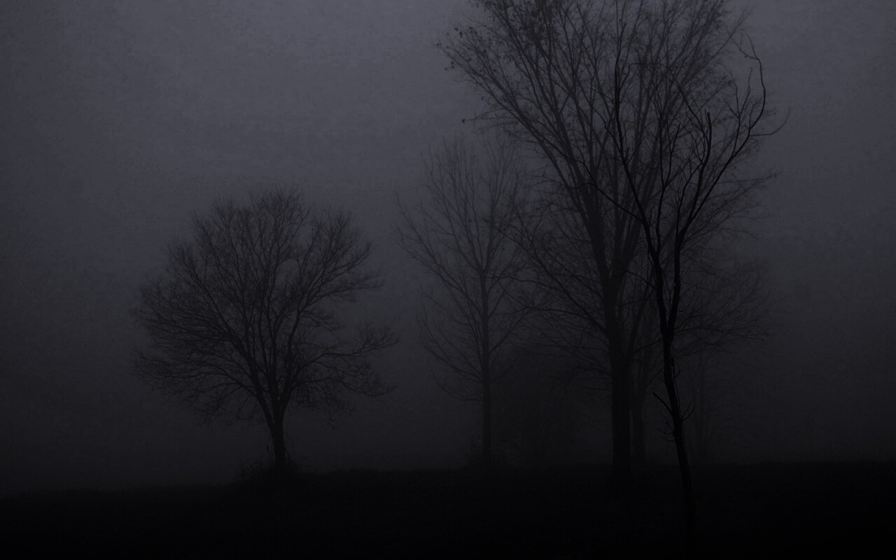 Деревья в тумане обои