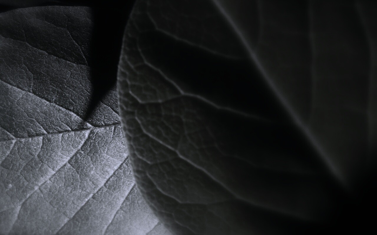 Свет на листве обои