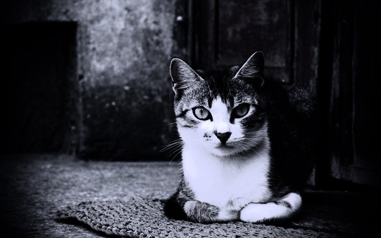 Кошечка на подстилке обои