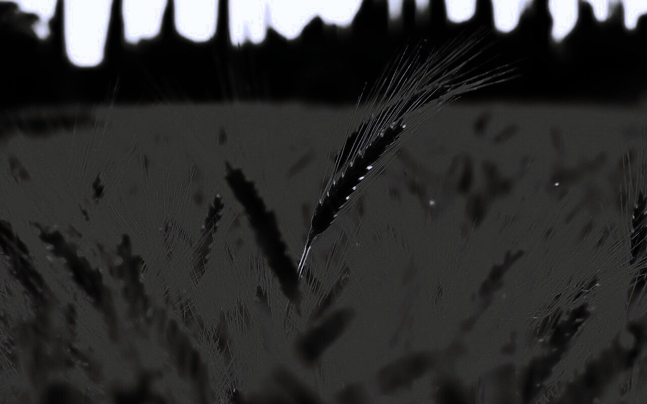 Пшеничное поле обои