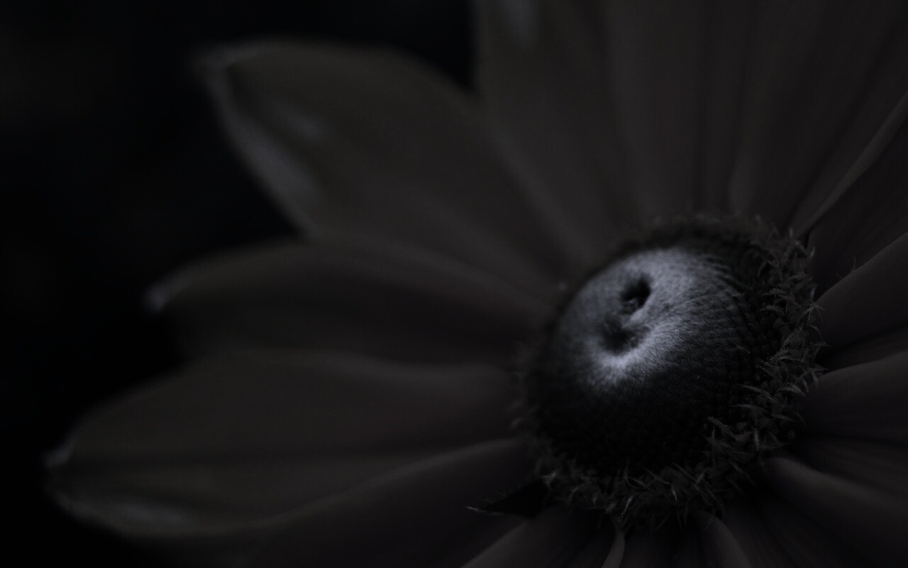 Недозрелый цветок подсолнечника обои