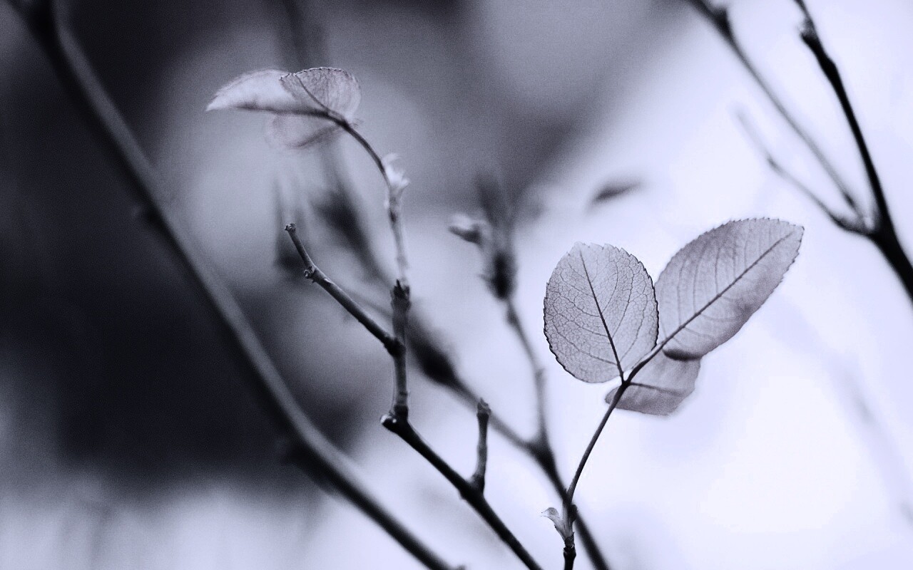 Красные листики обои