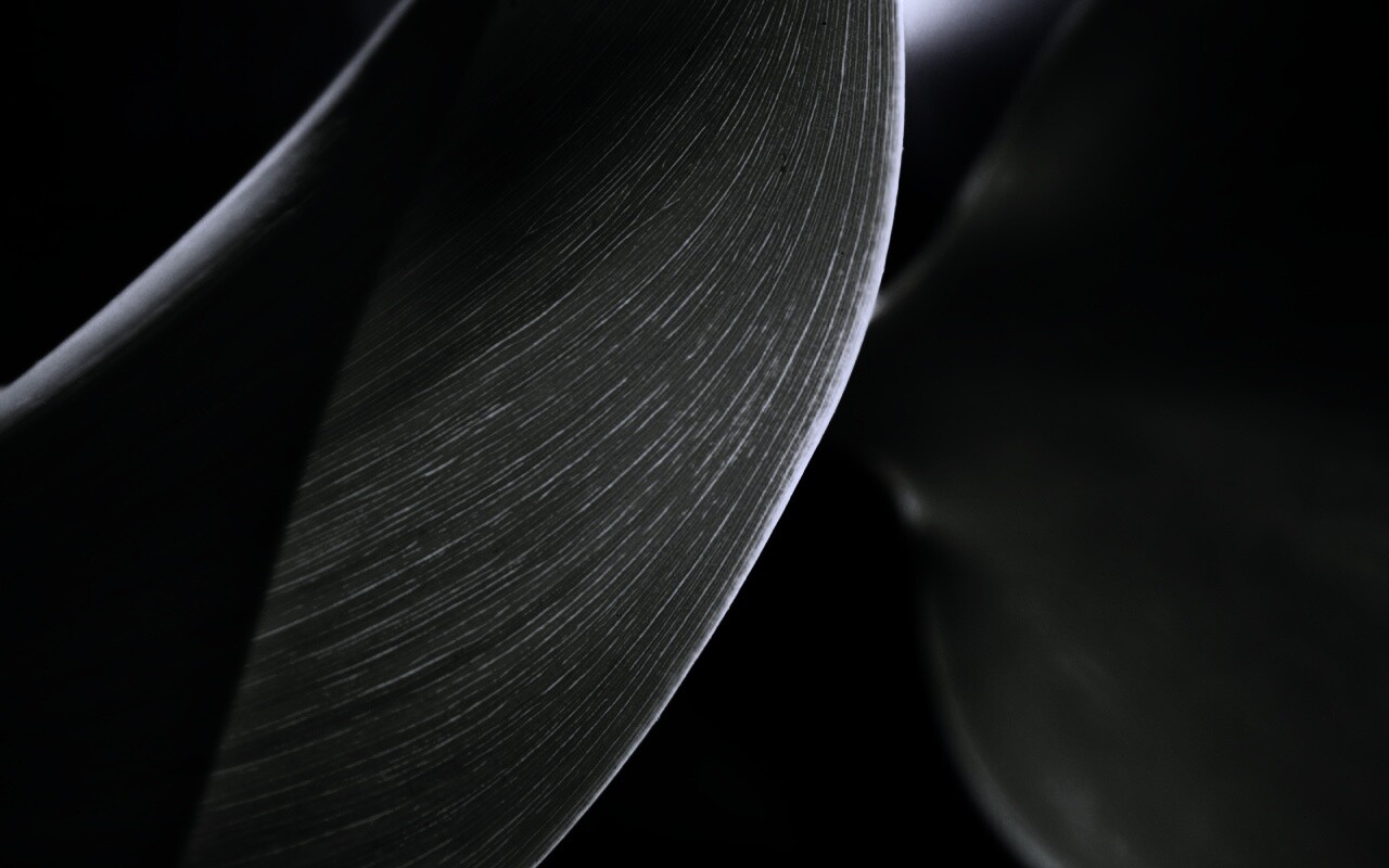 Лист на просвет обои