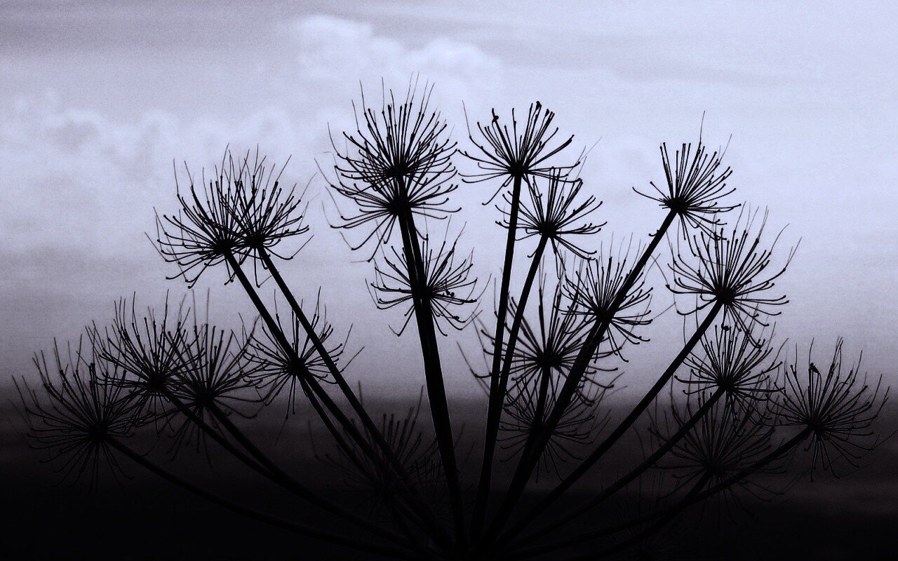 Зонтичное соцветие обои