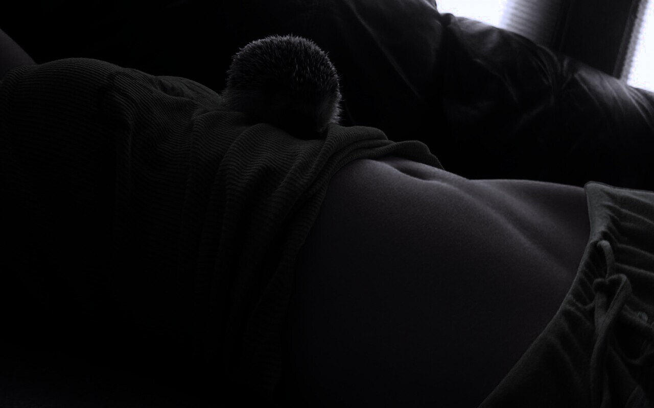 Девушка и ёжик обои