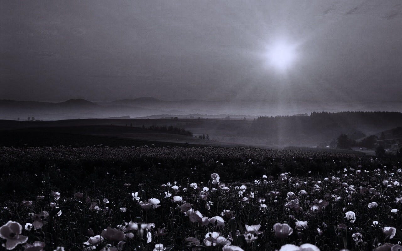 Цветущие поля обои