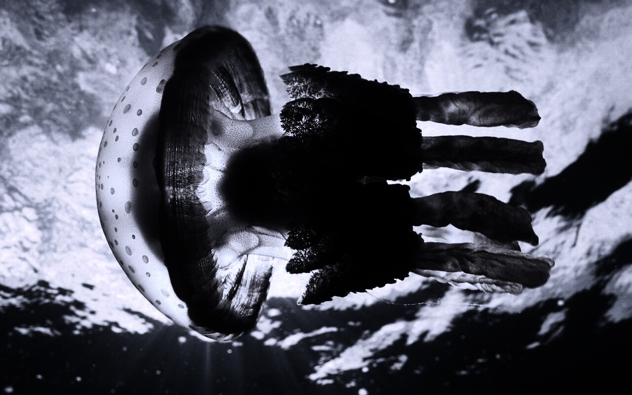 Коричневая медуза обои