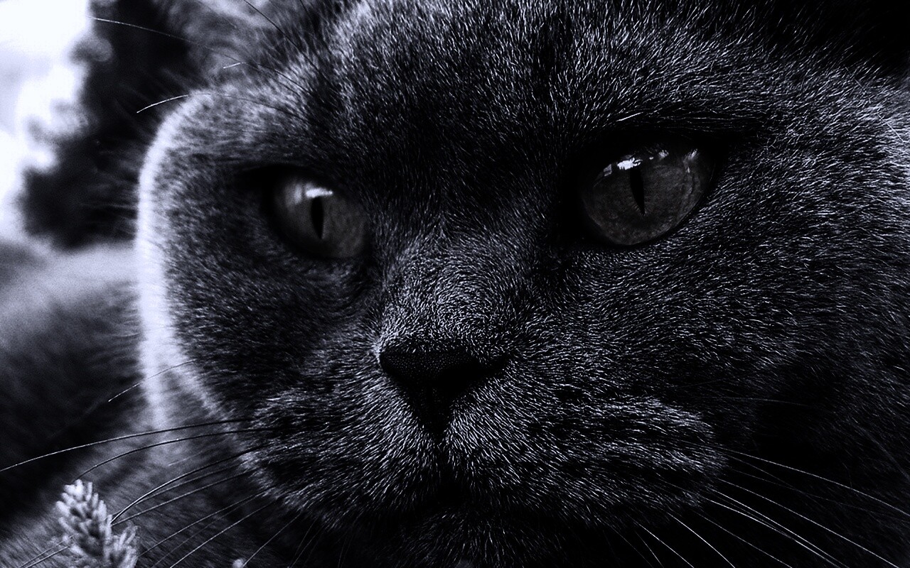 Кот с оранжевыми глазами обои