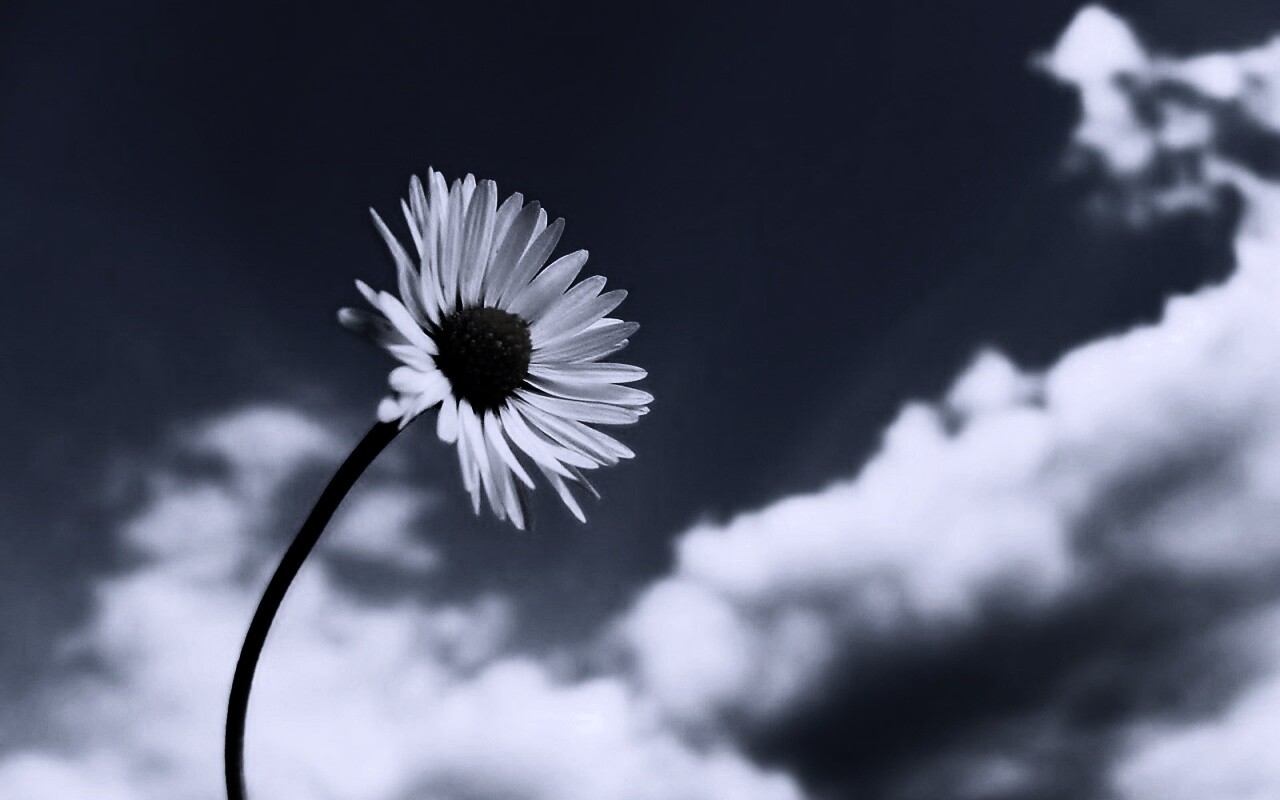 Ромашка на фоне неба обои