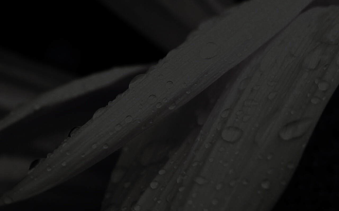 Капли на желтом лепестке обои