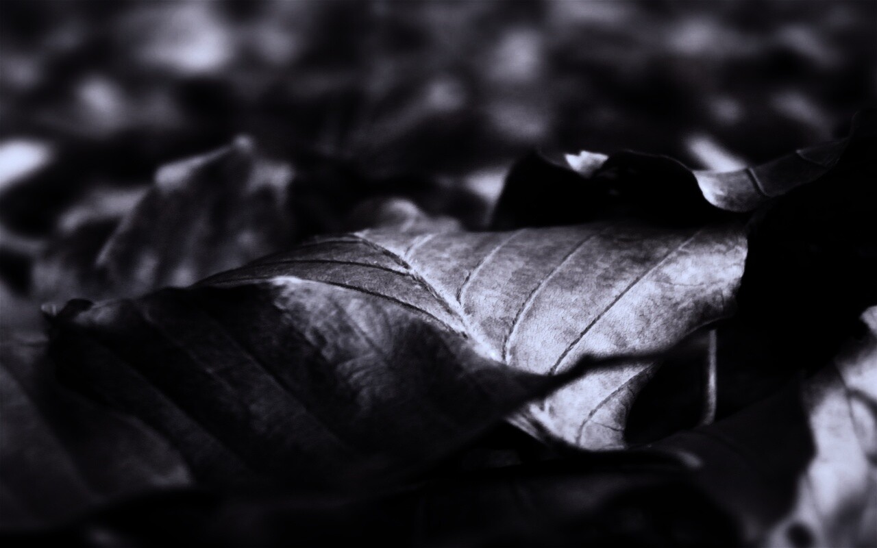 Мертвые листья обои