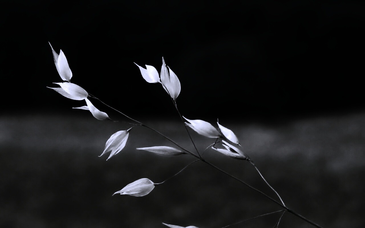 Белые полевые цветочки обои