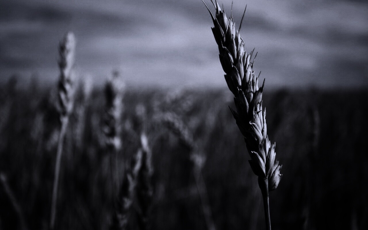 Колосок обои