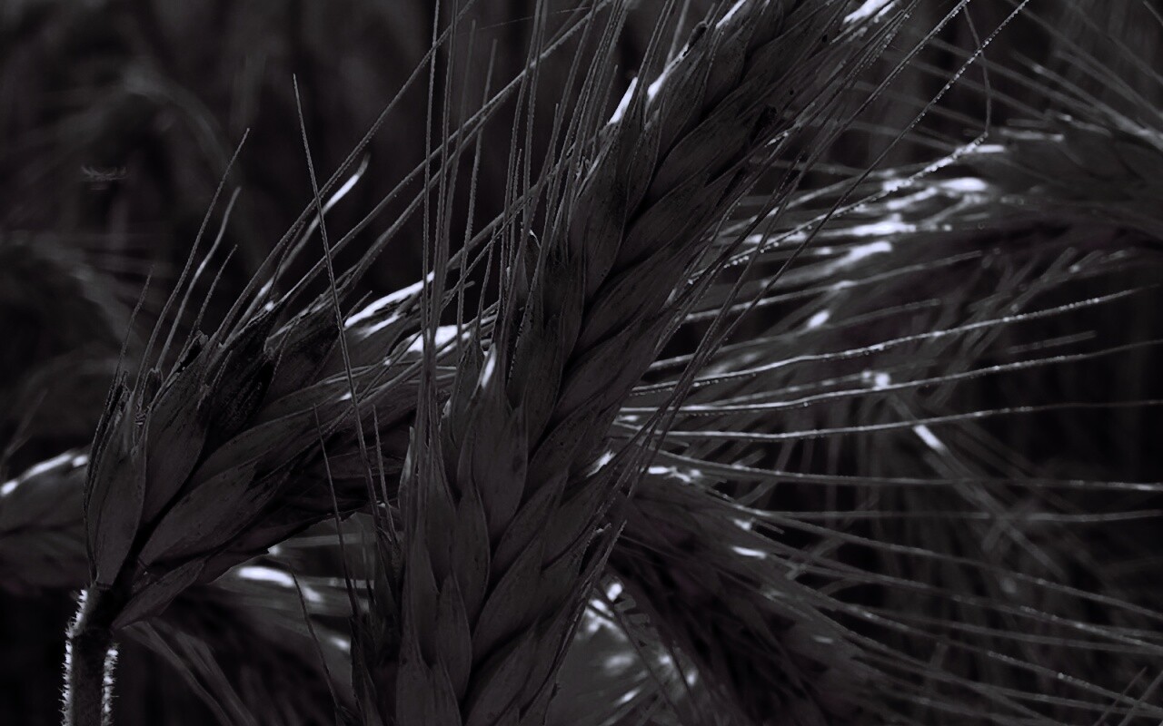 Зреющий колос обои