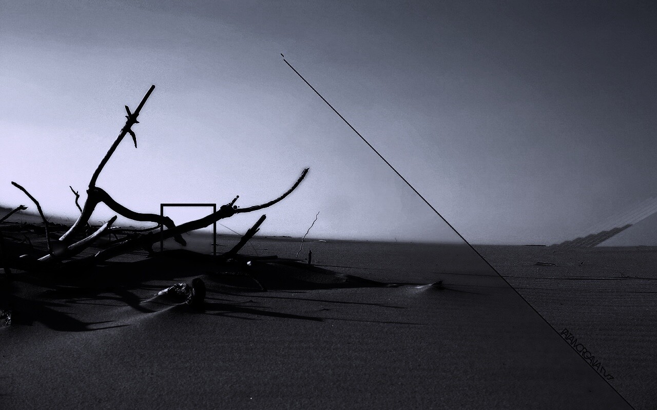 Сухостой в песках обои