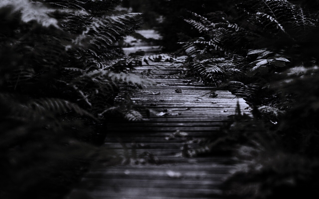 Деревянная дорожка обои