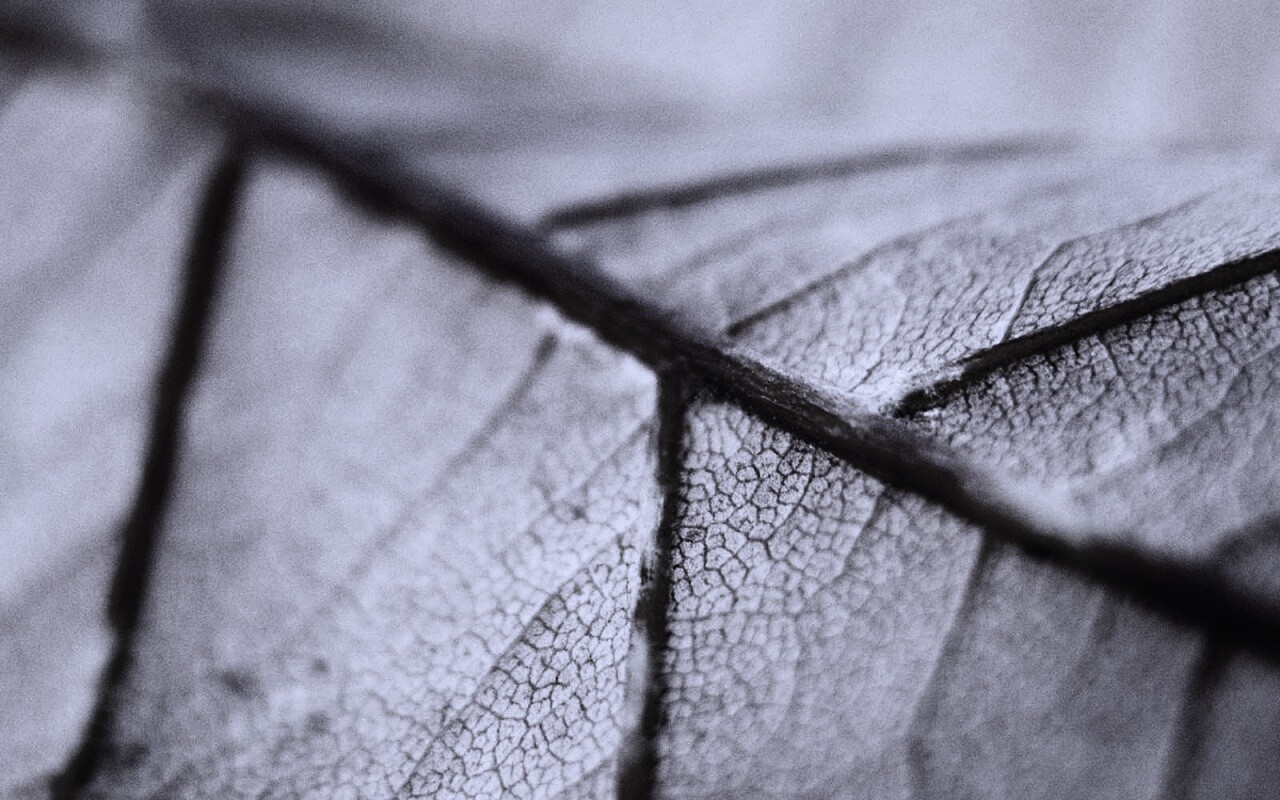 Желтый лист обои