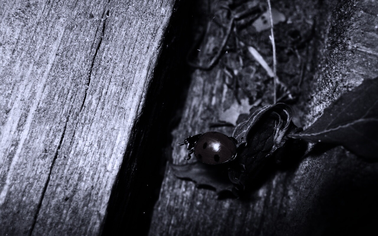 Божья коровка обои