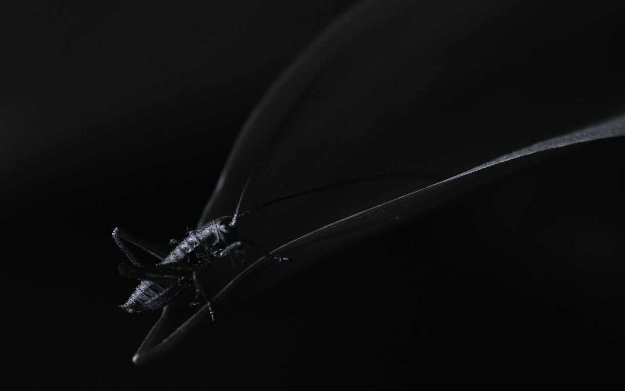 Кузнечик на листике обои