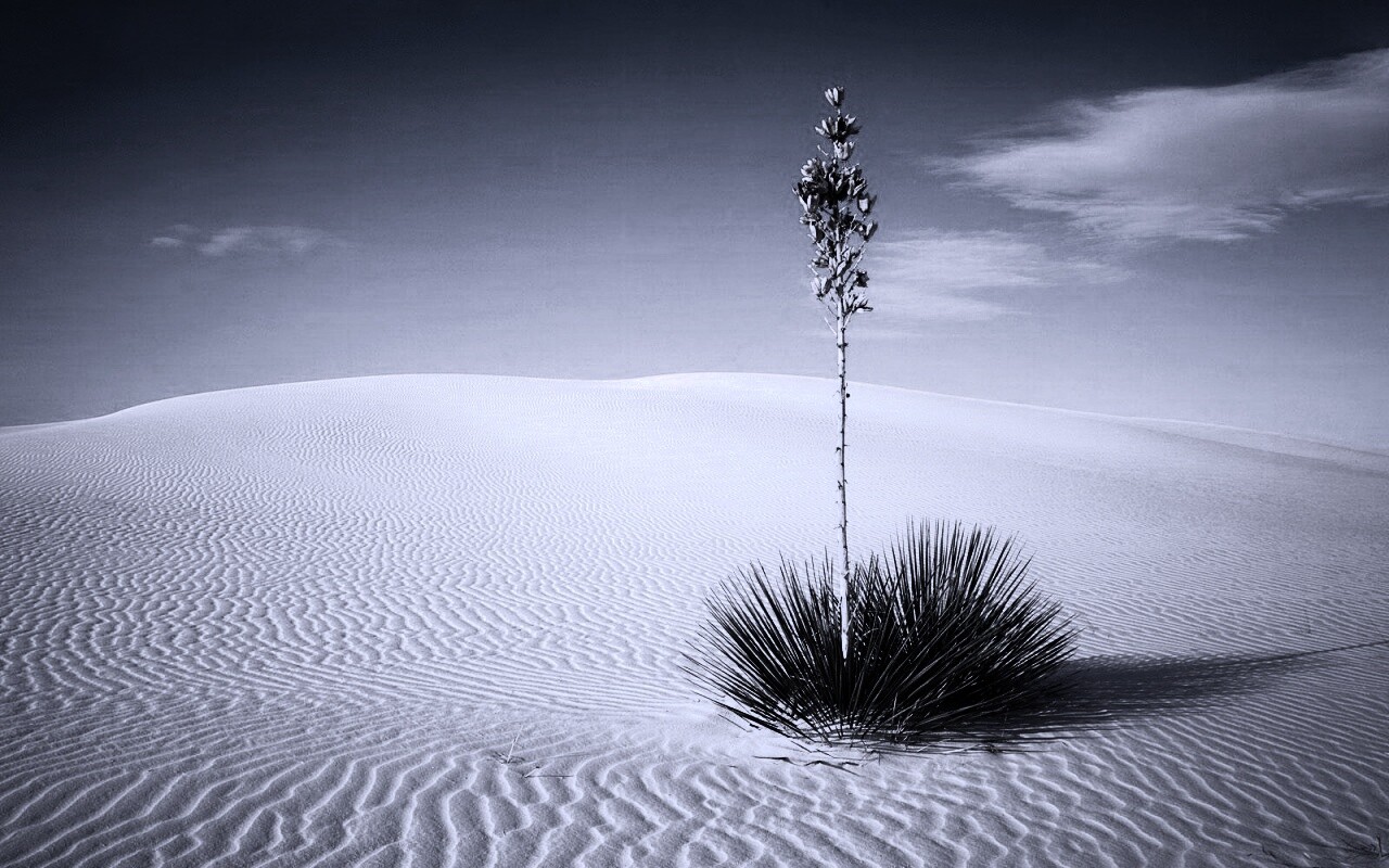 Растение среди пустыни обои
