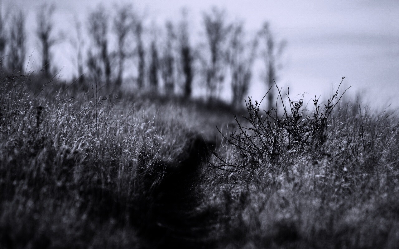 Тропинка в поле обои