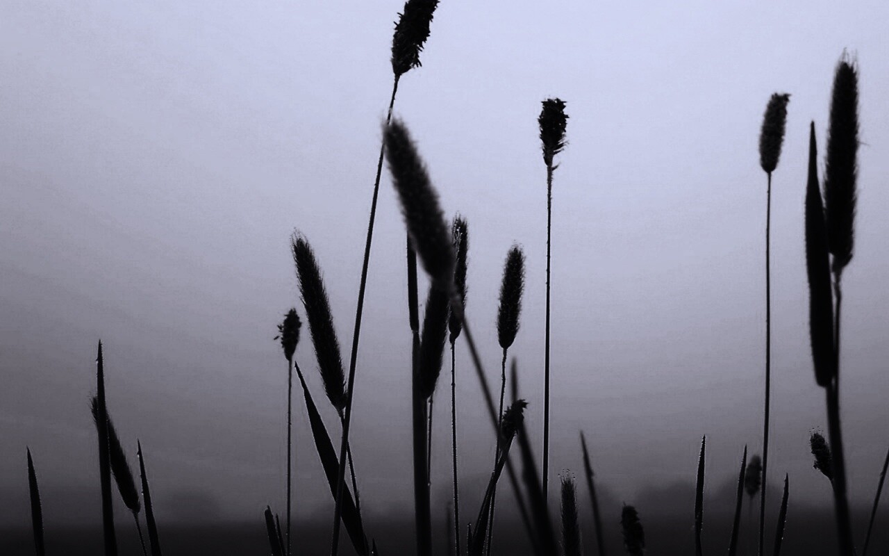 Травинки на фоне золотого неба обои