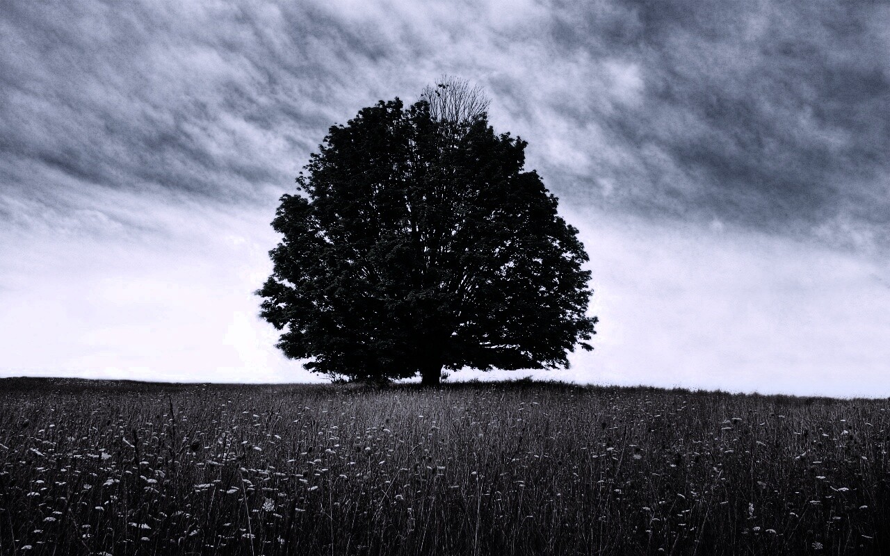 Зеленое дерево в желтом поле обои