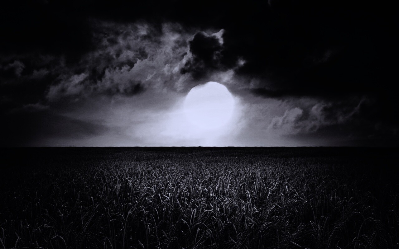 Закат над пшеничным полем обои