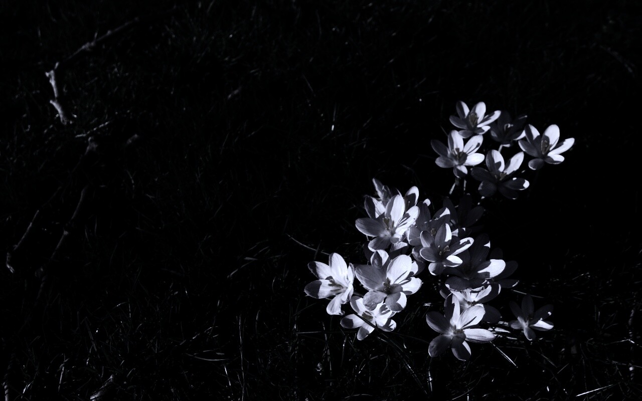 Фиалки на траве обои