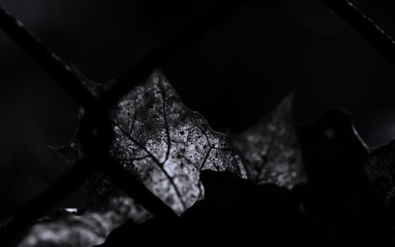 Осенний лист на забором обои