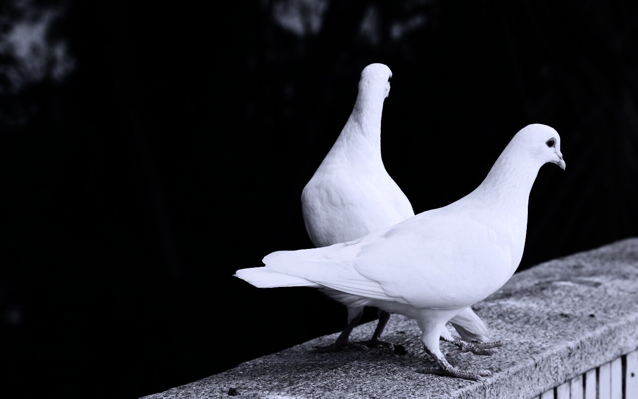 Два белых голубя обои