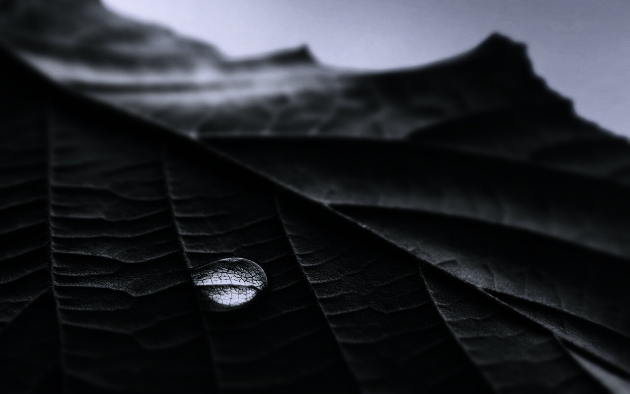 Капля на листе обои