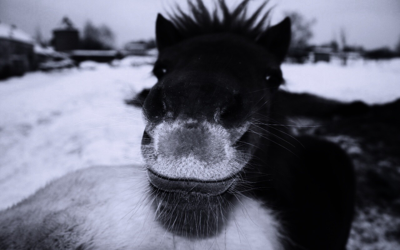 Морда пони обои