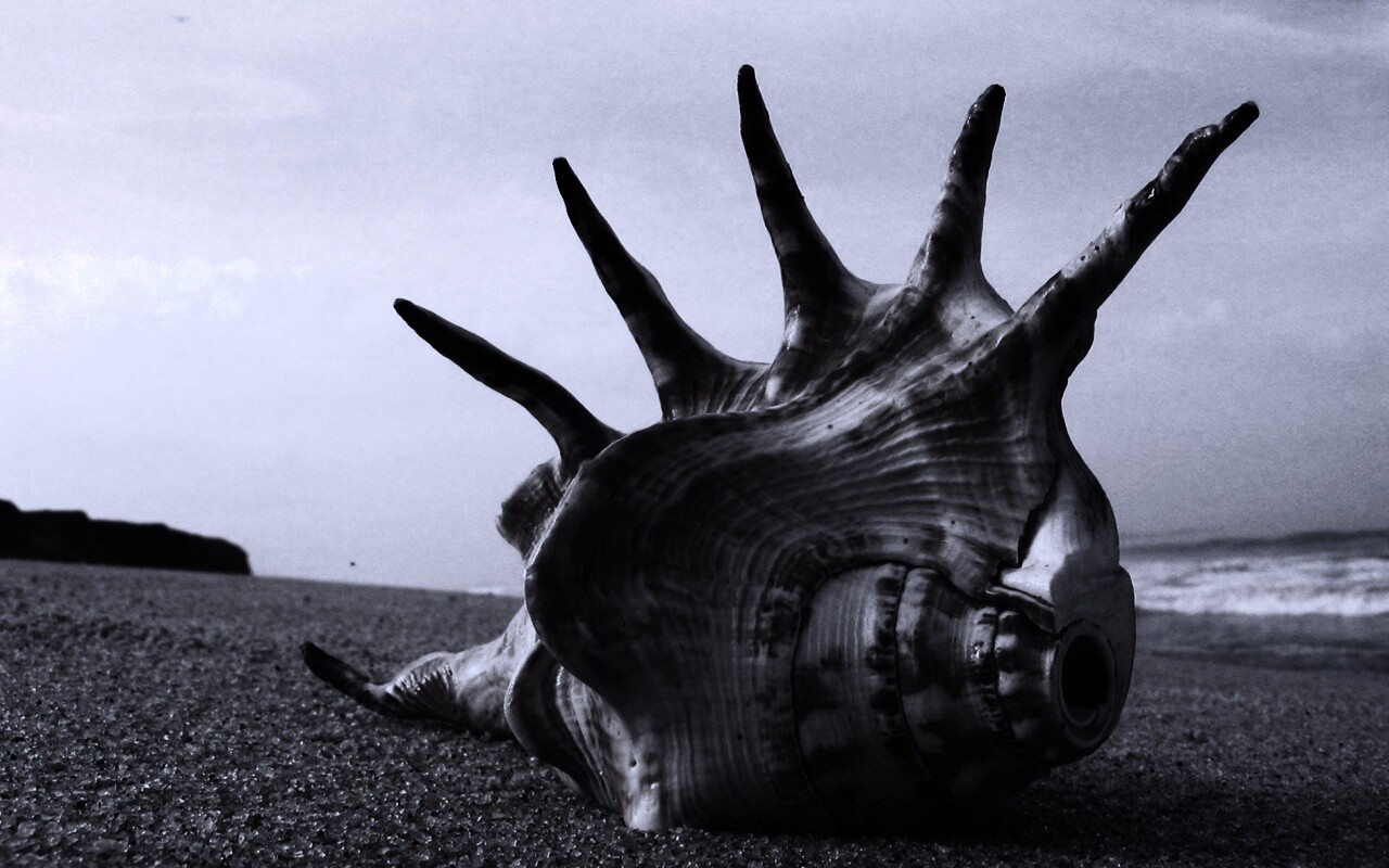 Раковина с гребнем обои