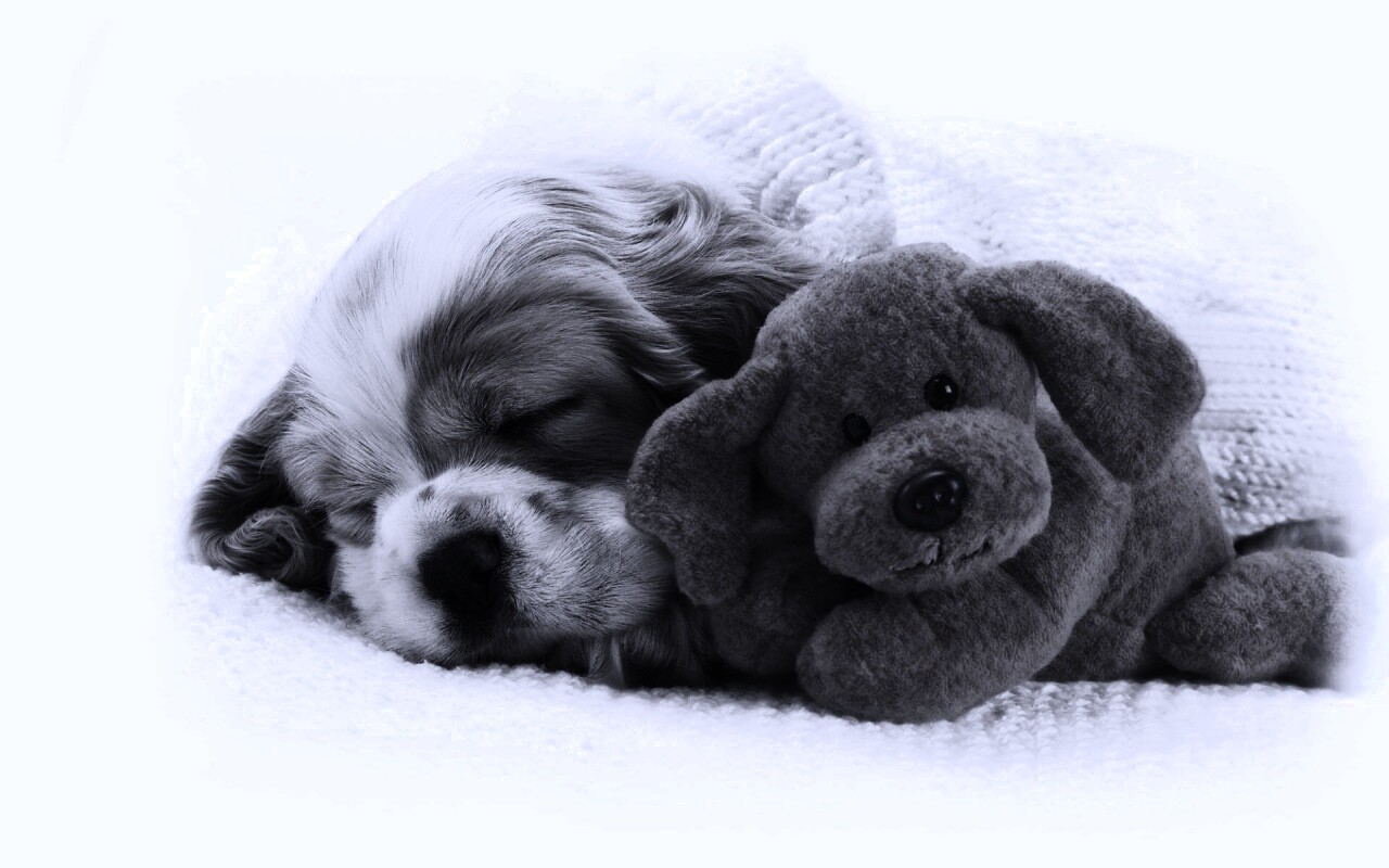 Собака спит с игрушкой обои