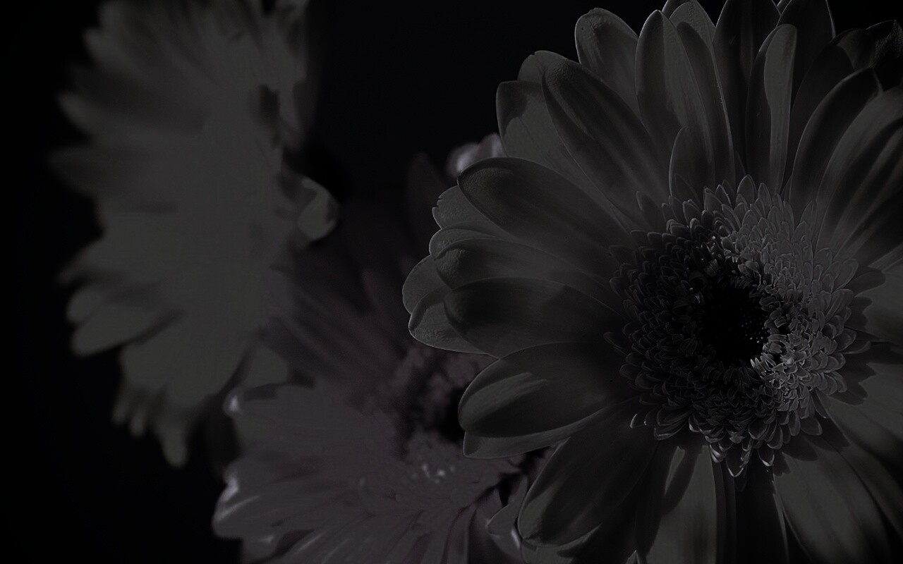 Желтый гербер обои