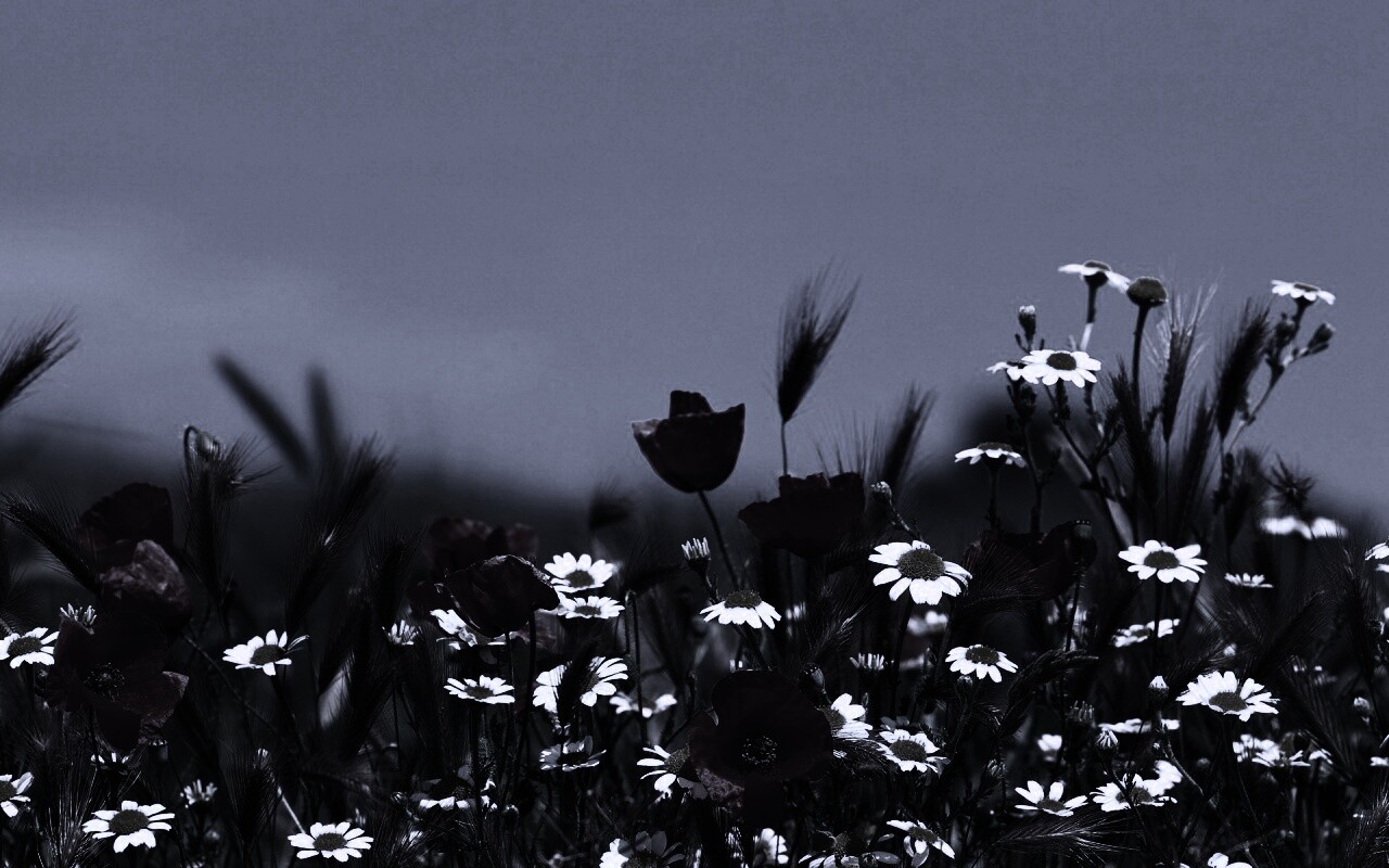 Цветы в поле обои