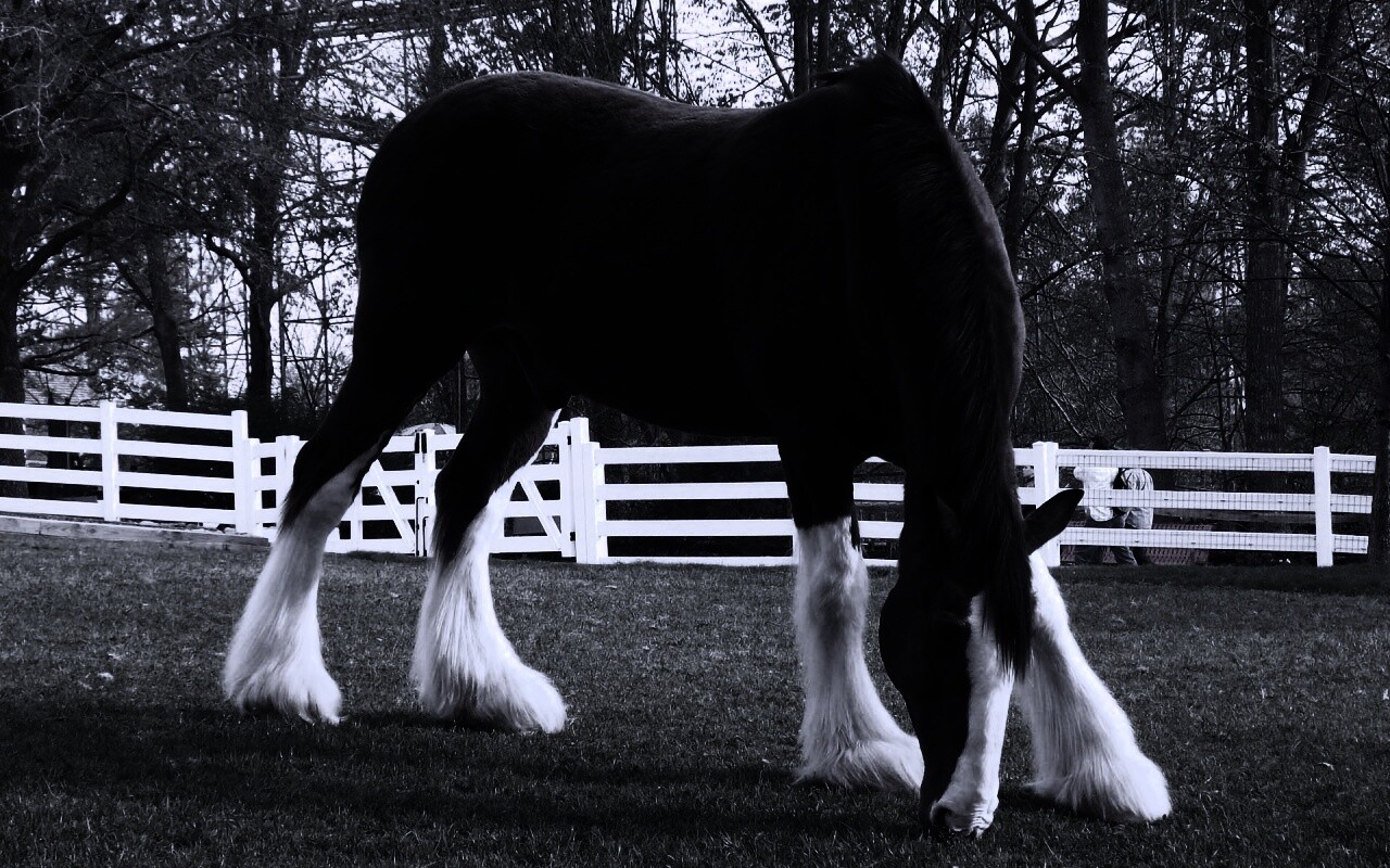 Лошадь с лохматыми ногами обои