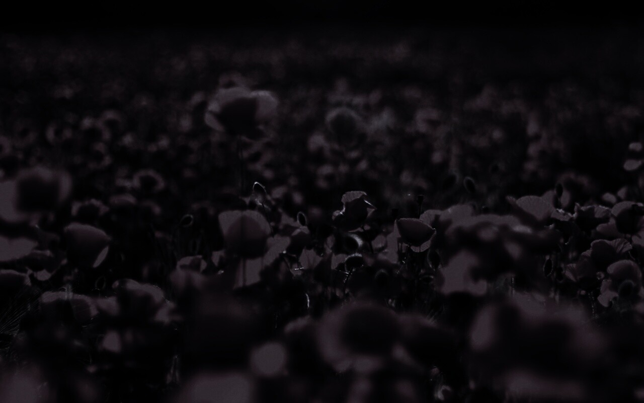 Маки в полях обои