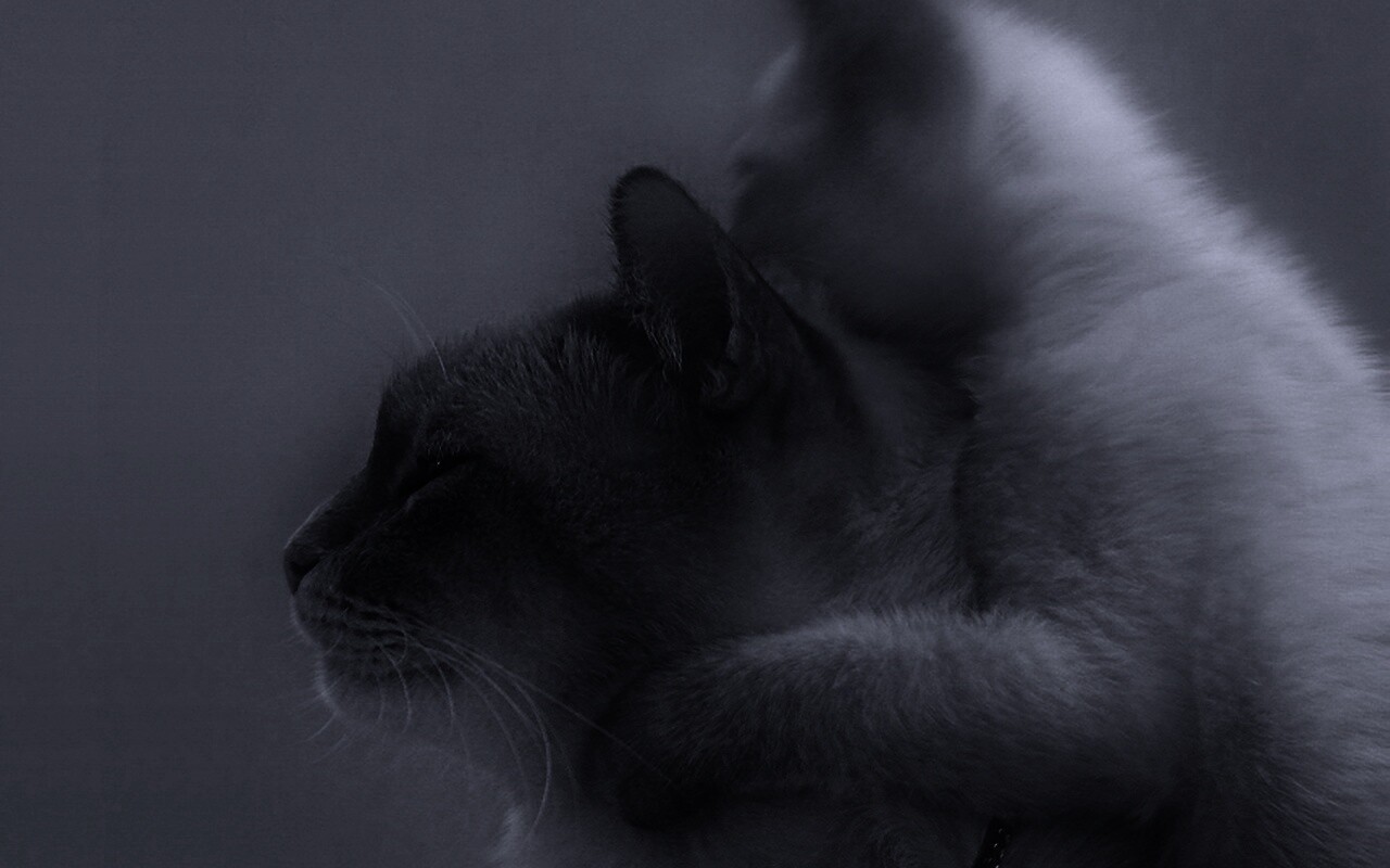 Котёнок обнимает маму обои
